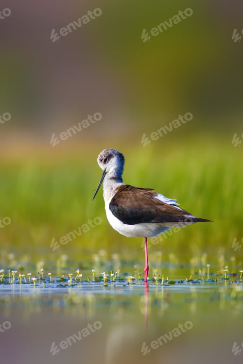 Preview: Cute Water Bird. Nature Background.