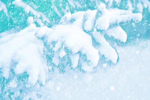 Preview: Frozen Winter Forest With Snow Covered Trees. Outdoor
