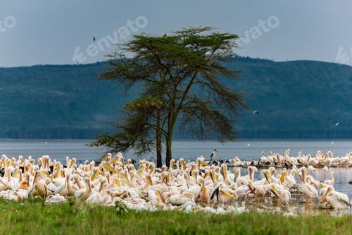 Preview: Great White Pelicans In Lake Nakuru National Park - Kenya, Africa.