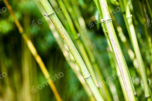Preview: Bamboo Plants With Details In Royal Kew Gardens, London