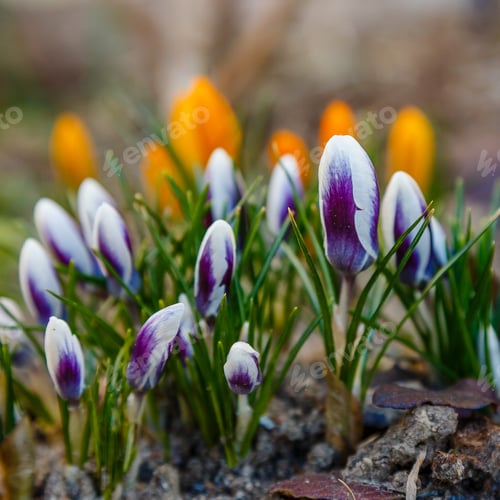 Preview: Beautiful Purple And White Striped Crocus Flowers In Spring Garden. Growing Early-Flowering Bulbs