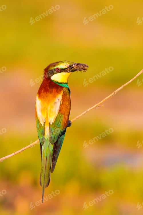 Preview: Colorful Bird. Warm Colors Nature Background. Bee Eater. Merops Apiaster.