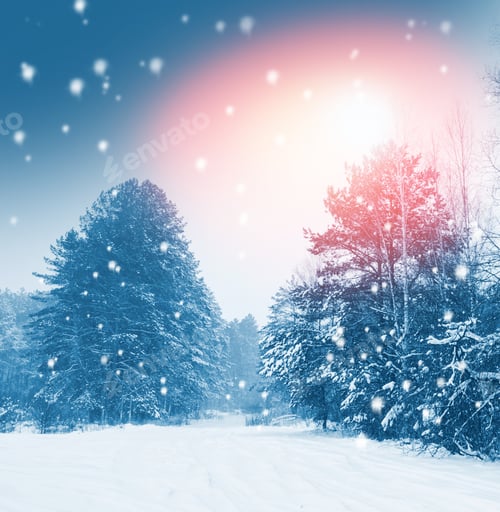 Preview: Frozen Winter Forest With Snow Covered Trees. Outdoor
