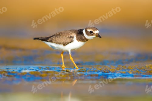 Preview: Cute Little Bird. Nature Background. Common Ringed Plover