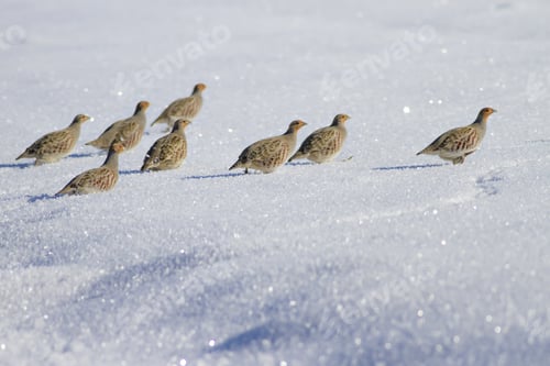 Preview: Partridge. Grey Partridge. Perdix Perdix. Winter And Snow Background.