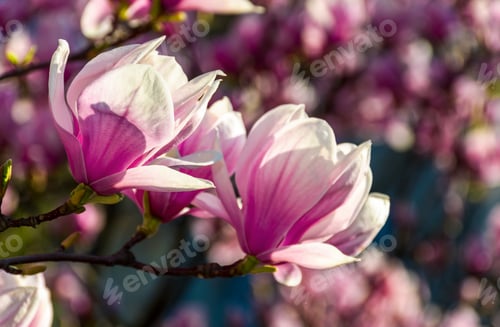 Preview: Magnolia Flowers Close Up With Shallow Depth Of Field On A Blur Background