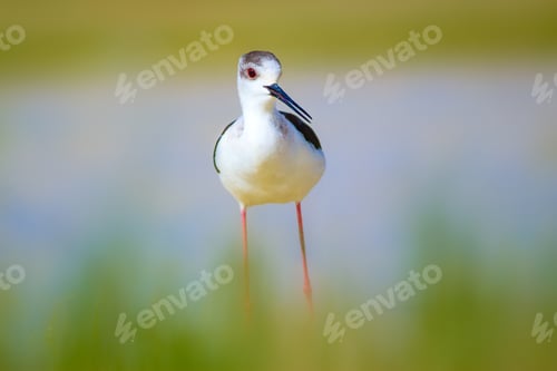Preview: Cute Water Bird. Natural Background.