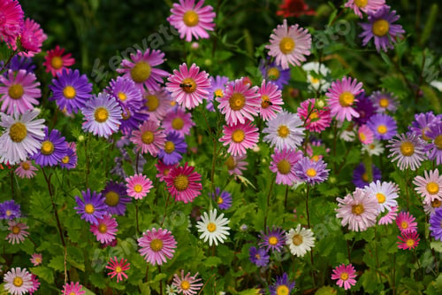 Preview: Vibrant Asters Blooming In The Garden