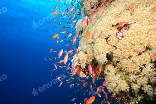 Preview: Soft Coral And Lyretail Anthias