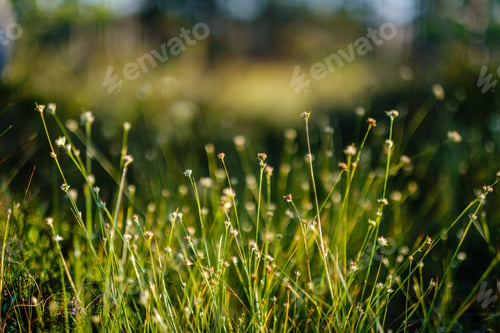 Preview: Blooming Plants In The Summer Forest On Green Blur Background. Decorative Abstract With Flowers
