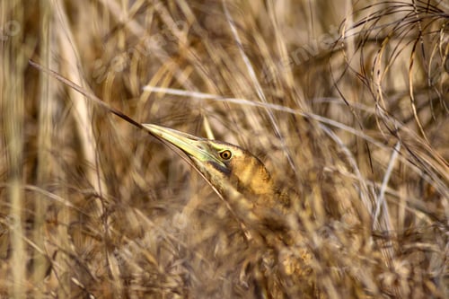 Preview: Nature And Bird. Bird: Eurasian Bittern. Botaurus Stellaris. Yellow Brown Habitat Background.