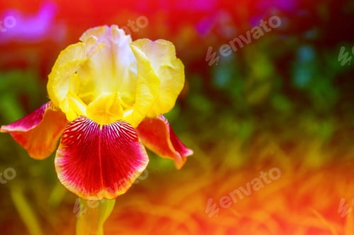 Preview: Bright Colorful Iris Flowers On A Background Of The Spring Landscape.
