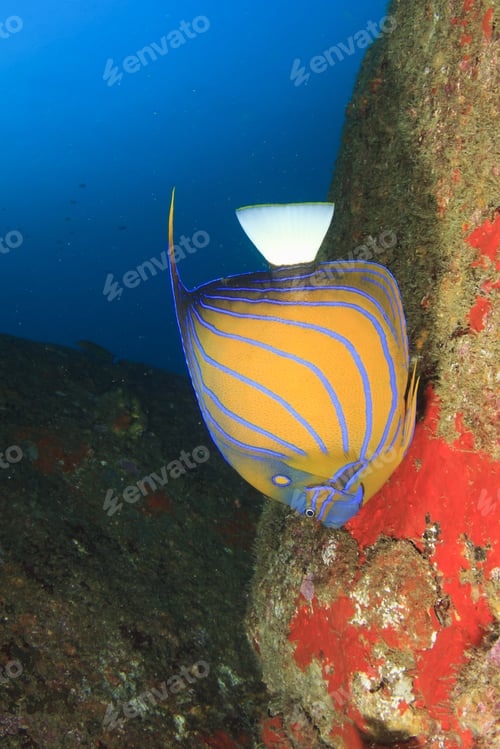 Preview: Ringed Angelfish