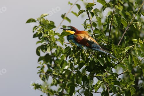 Preview: European Bee-Eater (Merops Apiaster) Germany (East)