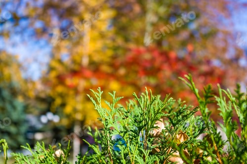Preview: Autumn Urban Landscape On A Sunny Day - Yellow Autumn Trees In The Park, Colorful Red And Orange