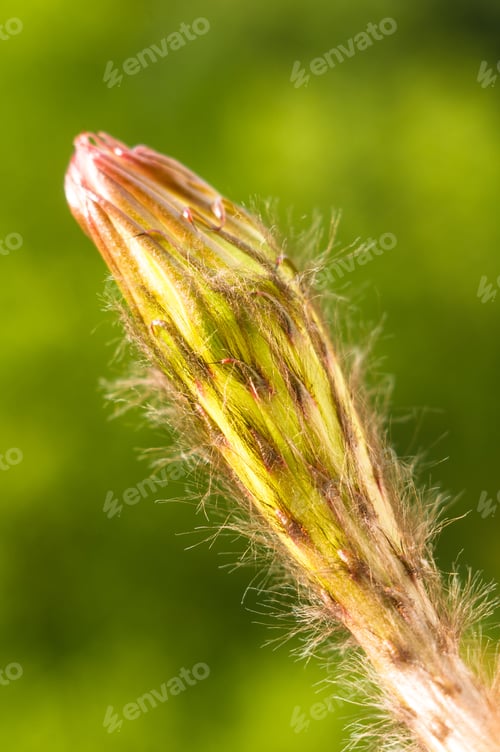 Preview: Cactus Echinopsis Tubiflora, Selective Focus, Close Up