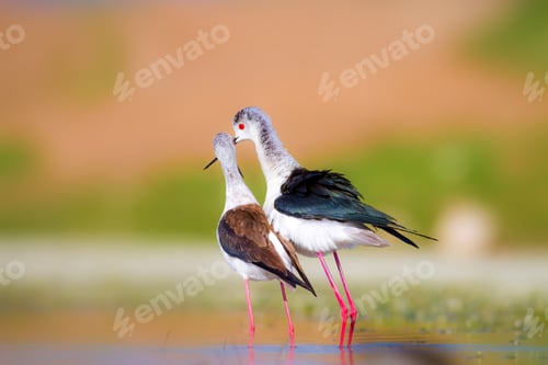 Preview: Cute Long Legged Birds. Bird Mating. Colorful Nature Background.