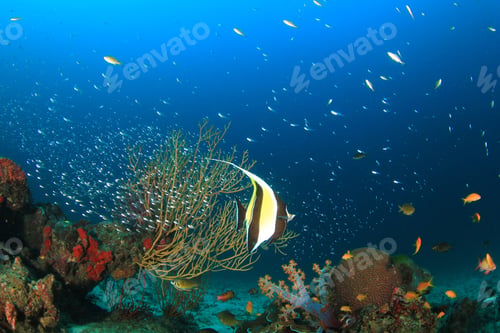 Preview: Coral And Fish Underwater In Ocean
