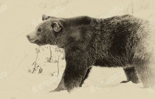 Preview: Brown Bear (Ursus Arctos) In Lake Clark National Park, Alaska, Usa