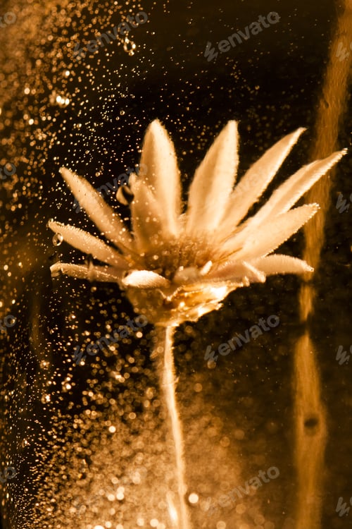 Preview: Abstract Underwater Composition With Dried Flower, Bubbles And Light