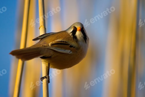 Preview: Funny, Bearded Bird. Nature Background.