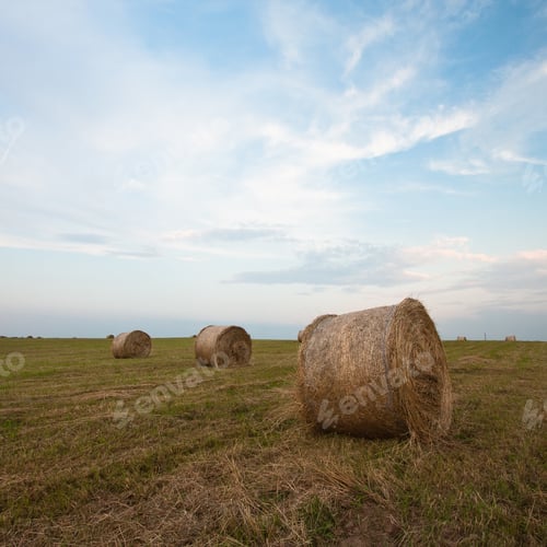 Preview: Cereal Fields At Sunset