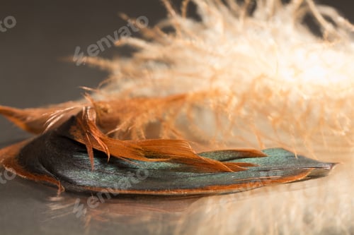 Preview: Colorful Rooster Feather With Details And Reflexions