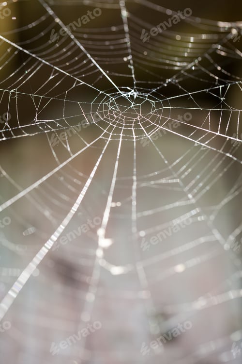Preview: Abstract Composition With Spider Web Details