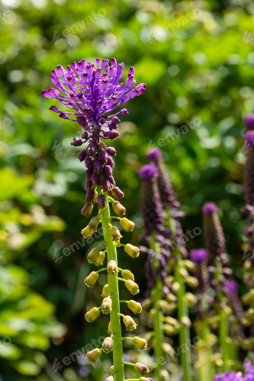 Preview: Muscari Comosum In Spring Garden. Growing Bulbs In The Garden. Purple Flowers. Rare Plants In The