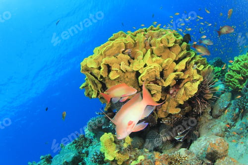 Preview: Coral And Fish Underwater In Ocean