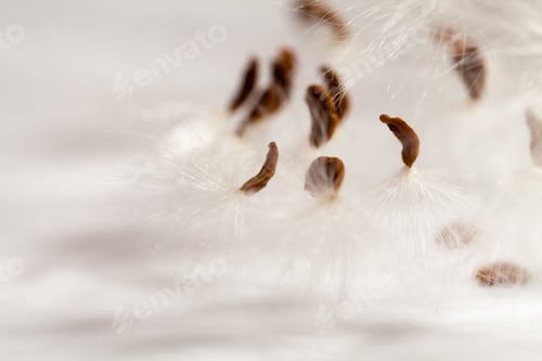 Preview: Abstract Composition With Dried Plants Seeds. Looks Like Dandelion Seeds