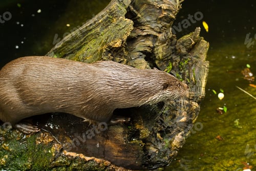 Preview: Otter On A Log, Hunting