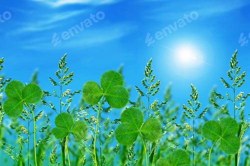 Preview: Green Clover Leaves On A Background Summer Landscape