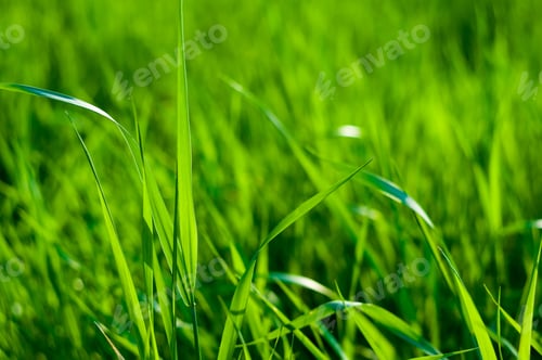 Preview: Spring Or Summer Natural Abstract Background With Grass In The Garden