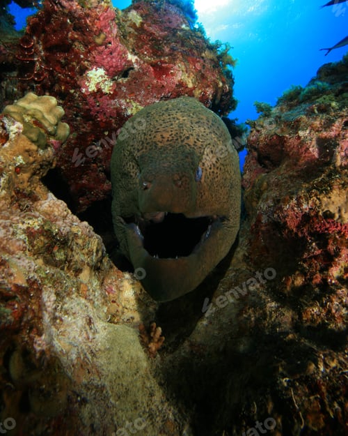 Preview: Giant Moray Eel (Gymnothorax Javanicus)