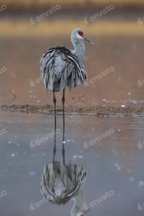 Preview: Sand Hill Crane (Grus Canadensis) At Bosque Del Apache National Wildlife Refuge