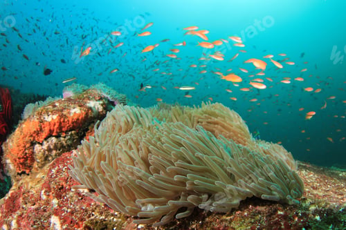 Preview: Coral Reef Underwater With Tropical Fish