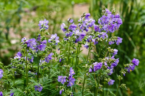 Preview: Polemonium Caeruleum, Known As Jacob'S-Ladder Or Greek Valerian, Is A Hardy Perennial Flowering