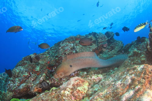Preview: Giant Moray Eel