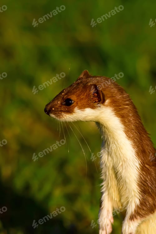 Preview: Weasel. Green Nature Background. Least Weasel. Mustela Nivalis