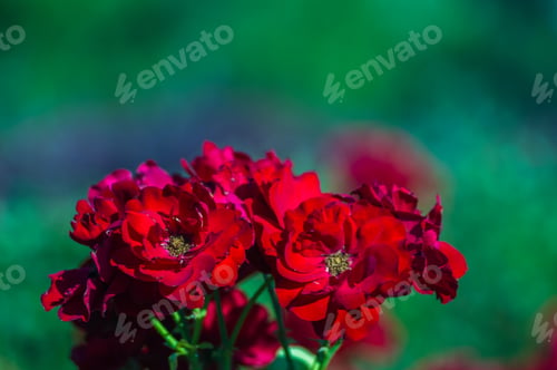 Preview: Red Rose Flower. Nature. Close Up, Selective Focus