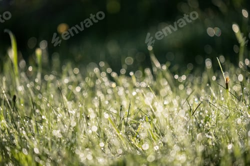 Preview: Morning Dew Drops In Gren Grass Meadow In Autumn With Nice Sun Light And Colorful Flowers