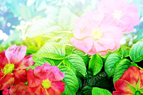 Preview: Landscape, Flower Rosehip. Pink Flowers Of Wild Rose.