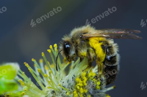 Preview: Working Bee Collecting Pollen From A Yellow Bud
