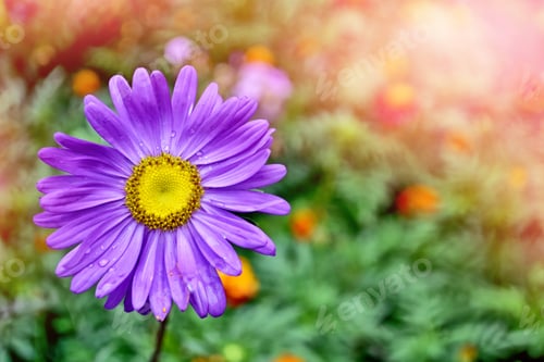 Preview: Pink Aster Colorful Flowers On A Background Summer Landscape