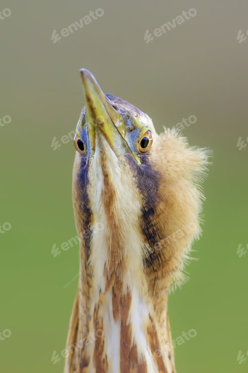 Preview: Cute Bird. Green Nature Background. Bird: Eurasian Bittern. Botaurus Stellaris.