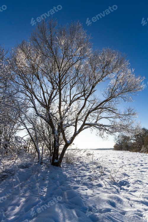 Preview: Frosted Trees On Blue Sky