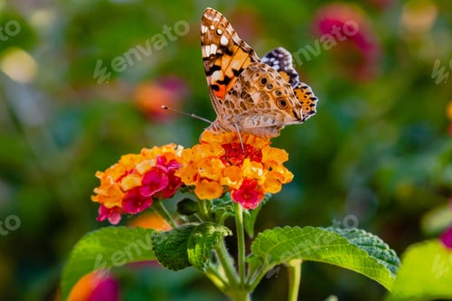 Preview: A Beautiful Butterfly On The Flowers Of A Tropical Plant Lantana Camara. Bright Summer Floral