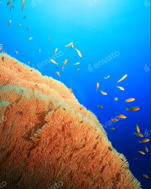 Preview: Gorgonian Fan Coral And Lyretail Anthia Fish