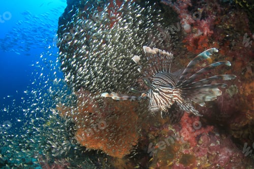 Preview: Lionfish Hunting On Coral Reef